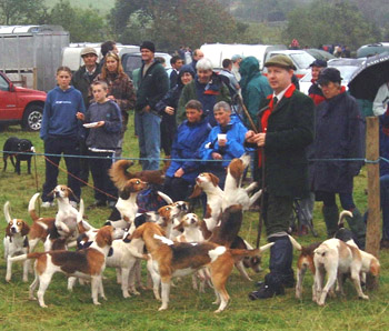 Black comb beagles with huntsman Stan Ellwood