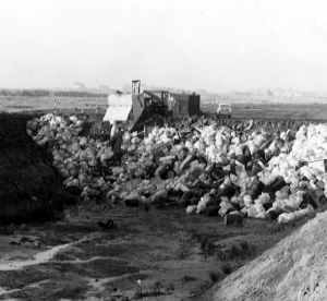 Dumping nulcear waste at Drigg in the 1960s