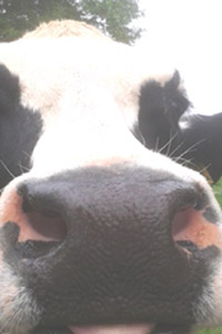 Carmarthenshire cow