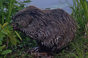 european beaver ennerdale