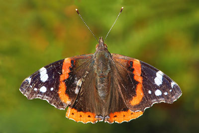 red admiral