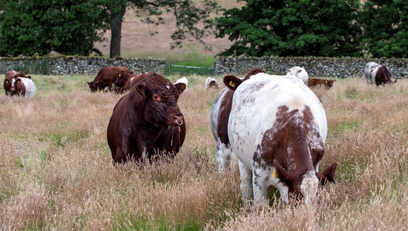 Gowbarrow shorthorn cattle