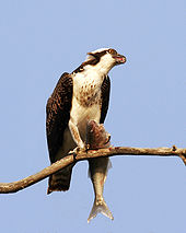 osprey